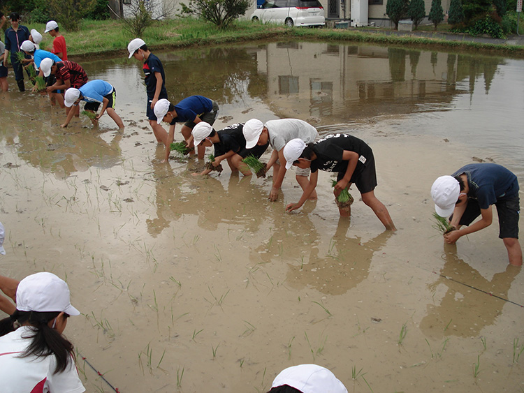 画像：清末小学校（田植え）