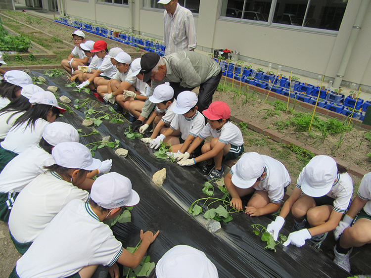 画像：長府小学校（サツマイモ植え付け）