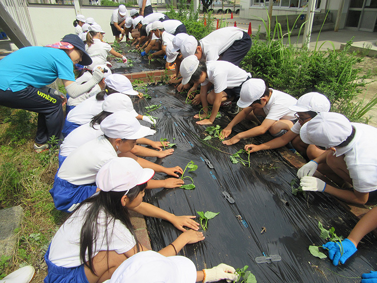 画像：豊浦小学校（サツマイモ植え付け）