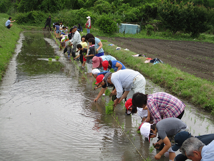 画像：内日小学校（田植え）