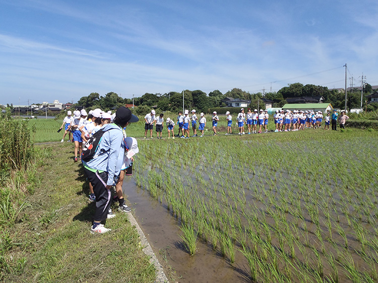 画像：安岡小学校（稲の生育観察）