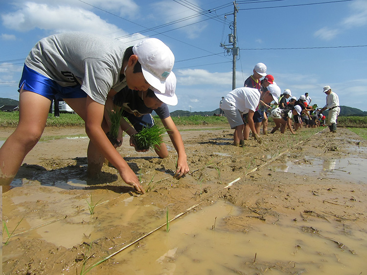 画像：⑮岡枝小学校（田植え）