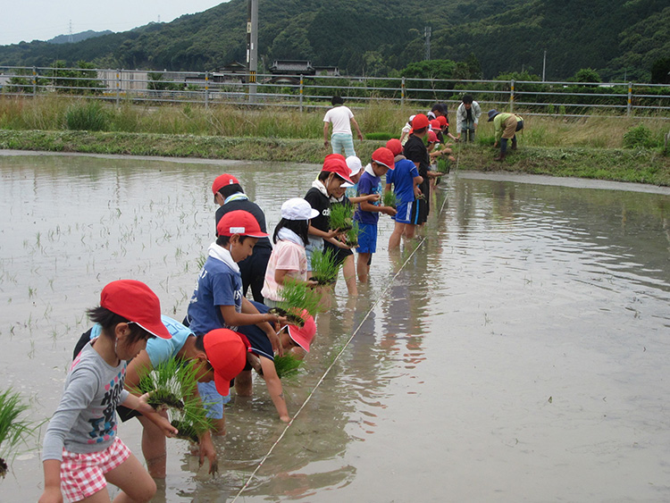 画像：楢崎小学校（田植え）