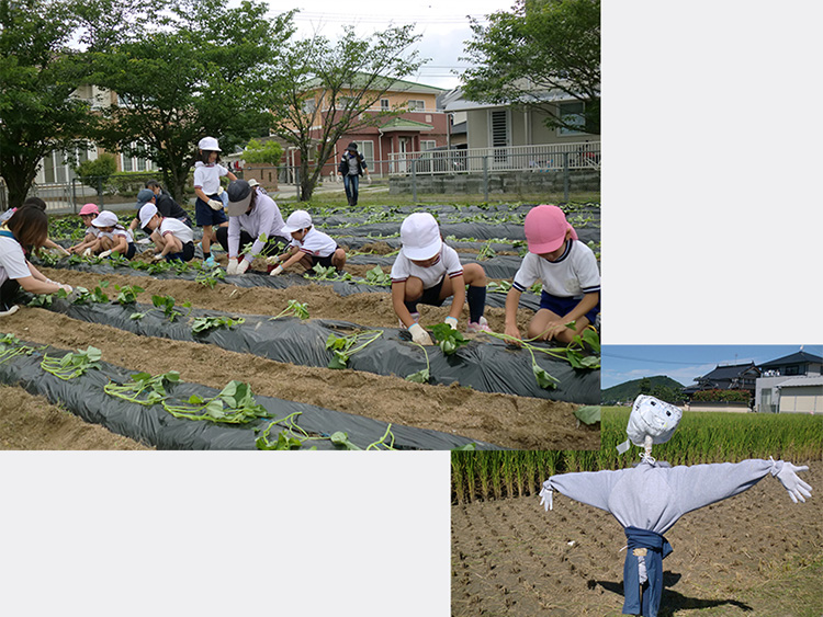 画像：室津小学校（サツマイモ定植）（かかし）