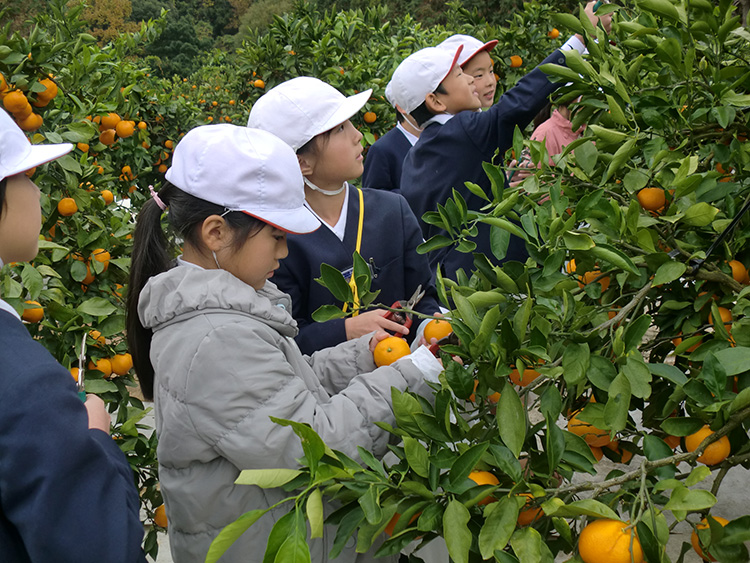 画像：誠意小学校（ミカン収穫