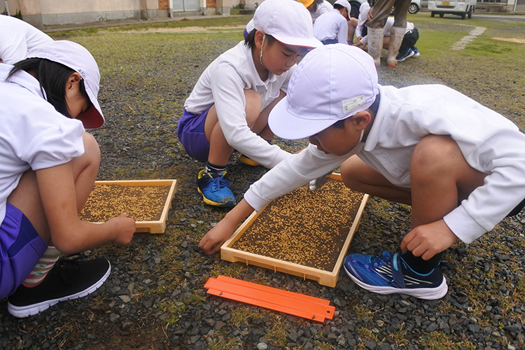画像：角島小学校（稲の種まき）