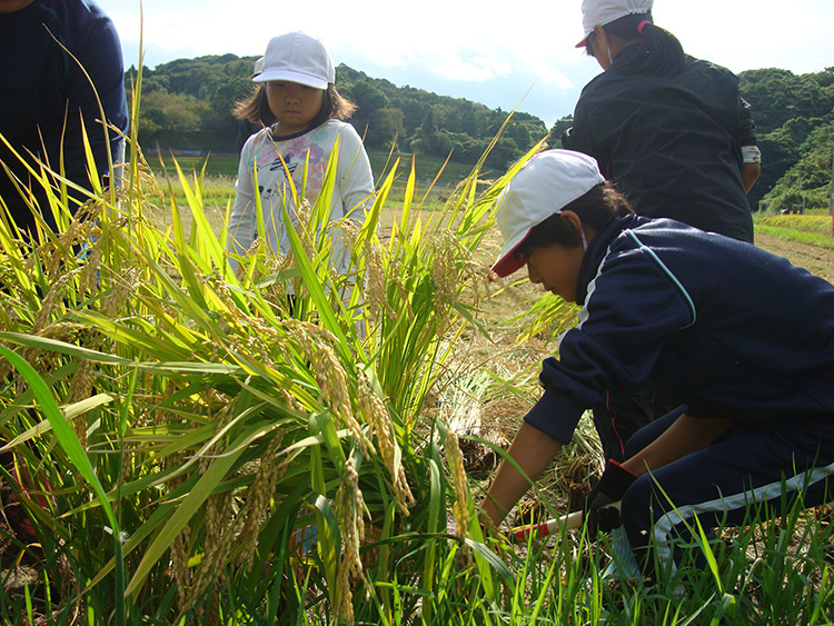 画像：神田小学校（稲刈り）