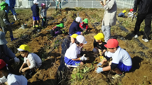 宇賀小学校（収穫）